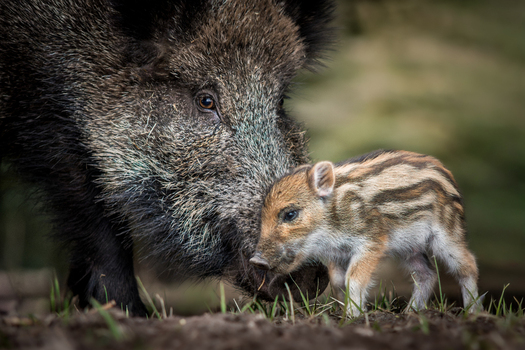 View of a mother wild boar nuzzling her small striped piglet in a forest setting in Debrzno Pomeranian Voivodeship Poland. View of a mother wild boar nuzzling her small striped piglet in a forest setting in Debrzno Pomeranian Voivodeship Poland.