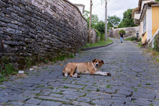 Gjirokaster Albania 09 June 2026 View of a brown and white dog lying on a cobblestone street with historic stone walls and a person walking in the background.