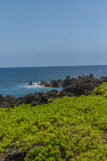 View of the rugged black volcanic coastline with lush green vegetation meeting the deep blue Pacific Ocean in Maui County Hawaii United States.