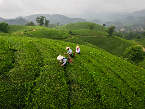 Aerial view of Long Coc Tea Hill with workers wearing conical hats harvesting tea leaves on lush green terraced hills in Long Coc Phu Tho Vietnam.