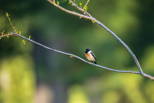 View of a Siberian Stonechat perched on a thin branch with green foliage in the background in Naran Khyber Pakhtunkhwa Pakistan. View of a Siberian Stonechat perched on a thin branch with green foliage in the background in Naran Khyber Pakhtunkhwa Pakistan.