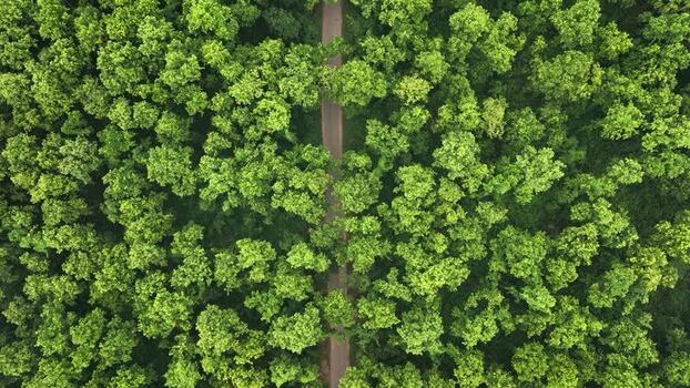 Aerial view of a road through the dense Madhupur forest Bangladesh. Aerial view of a road through the dense Madhupur forest Bangladesh.