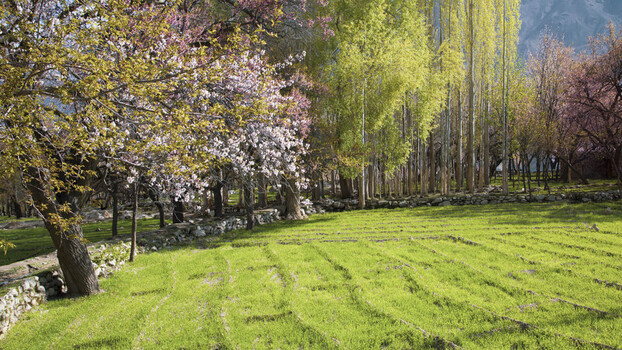 View of blossoming apricot and cherry trees surrounding a vibrant green meadow with a traditional stone wall under bright sunlight Gilgit Baltistan Pakistan.