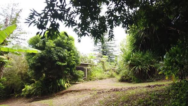 View of lush tropical vegetation Pitcairn Islands.