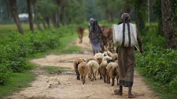 View of a shepherd herding sheep on a rural path Bangladesh.