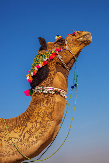 View of a decorated camel with intricate shaved patterns and colorful tassels standing against a clear blue sky at Chanan Pir Yazman Punjab Pakistan.