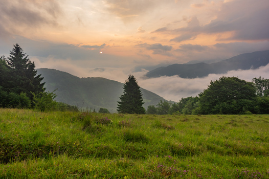 View of Magury in Velka Fatra National Park with a grassy meadow evergreen trees and rolling mountains shrouded in mist under a soft golden sunset sky in Lubochna Zilina Region Slovakia.