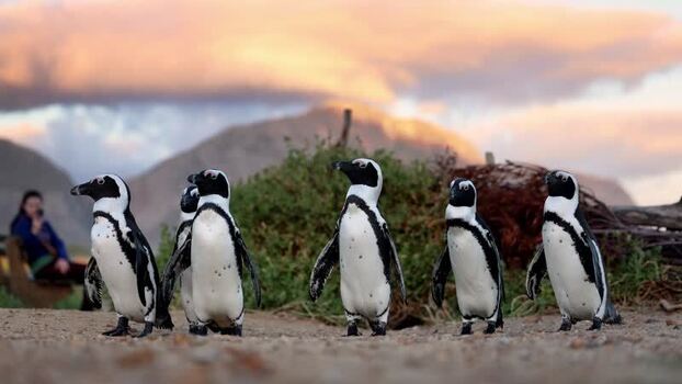 View of African penguins at Stoney Point Penguin Colony South Africa. View of African penguins at Stoney Point Penguin Colony South Africa.