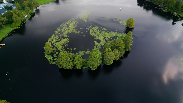 Aerial view of a small island covered in lush green trees situated in the middle of a dark lake with lily pads surrounded by a residential neighborhood in Tampa Florida United States. Aerial view of a small island covered in lush green trees situated in the middle of a dark lake with lily pads surrounded by a residential neighborhood in Tampa Florida United States.