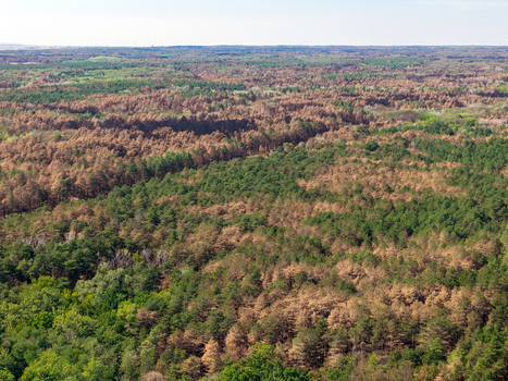 Aerial view of the Deliblato Sands forest showing the aftermath of a wildfire with scorched brown trees contrasting against surviving green vegetation in Dubovac Vojvodina Serbia.