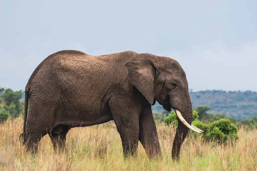 View of an African elephant walking through tall grass and green bushes in Welgevonden Game Reserve Waterberg District Municipality Limpopo South Africa.