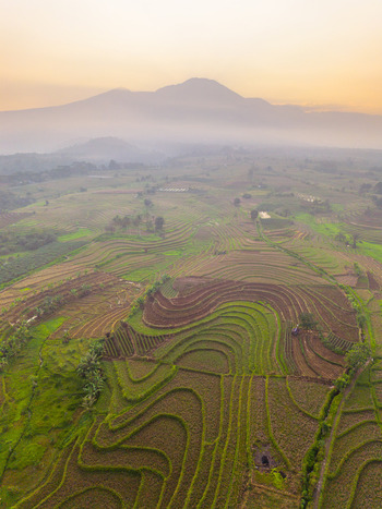 Aerial view of the terraced rice fields of Kemumu with lush green patterns and rolling hills under golden morning light with a distant mountain in Arma Jaya Bengkulu Indonesia. Aerial view of the terraced rice fields of Kemumu with lush green patterns and rolling hills under golden morning light with a distant mountain in Arma Jaya Bengkulu Indonesia.