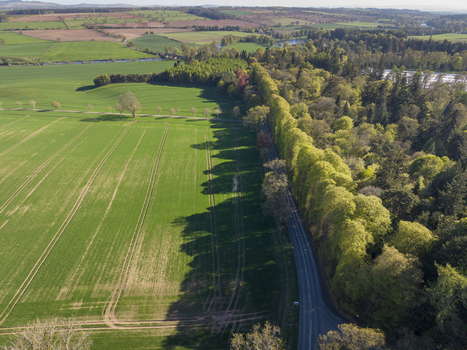 Aerial view of the Meikleour Beech Hedge with long shadows stretching across the road beside green agricultural fields in Meikleour Scotland United Kingdom.