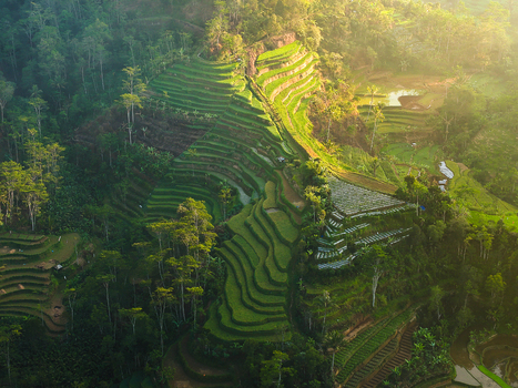 Aerial view of the lush green rice terraces of Dieng Plateau illuminated by warm golden hour sunlight in Indonesia.