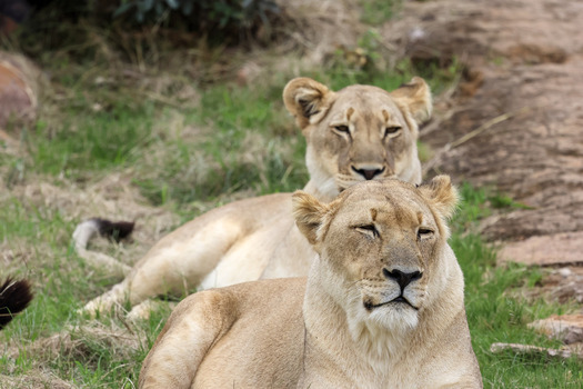 View of two lionesses resting on the green grass at Kruger National Park Hoedspruit Limpopo South Africa. View of two lionesses resting on the green grass at Kruger National Park Hoedspruit Limpopo South Africa.