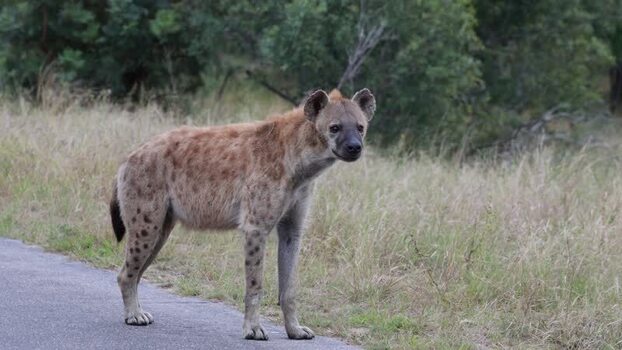 View of a spotted hyena in Kruger National Park South Africa.