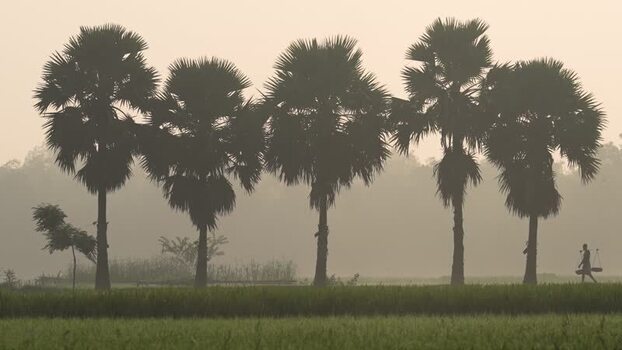 View of palm trees and a worker in a misty field Bangladesh.