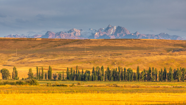 View of golden wheat fields a line of tall poplar trees and the snow capped peaks of the Tian Shan mountains in Karakol Issyk Kul Region Kyrgyzstan.