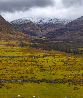 Aerial view of sheep grazing in green fields with stone walls and snow capped mountains under a cloudy sky in Scotland United Kingdom. Aerial view of sheep grazing in green fields with stone walls and snow capped mountains under a cloudy sky in Scotland United Kingdom.