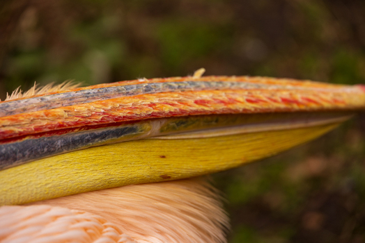 View of a close up of a pelican s colorful beak showing detailed textures and vibrant patterns against a soft blurred background London England United Kingdom. View of a close up of a pelican s colorful beak showing detailed textures and vibrant patterns against a soft blurred background London England United Kingdom.