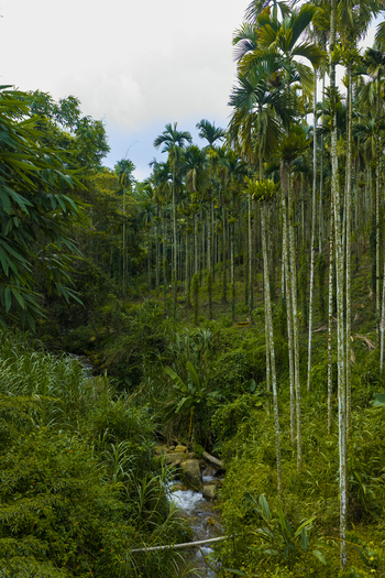 Aerial view of a lush forest with tall betel nut palm trees and a small stream flowing through dense vegetation in Shuilin Township Yunlin County Taiwan.