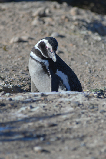 View of a Magellanic penguin standing on the sandy ground near its burrow under bright daylight in Puerto Madryn Chubut Argentina. View of a Magellanic penguin standing on the sandy ground near its burrow under bright daylight in Puerto Madryn Chubut Argentina.