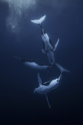 View of three humpback whales swimming gracefully in the deep blue ocean waters of Moorea Maiao Windward Islands French Polynesia.