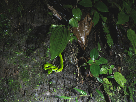 View of a vibrant green snake coiled on the dark damp forest floor among lush tropical leaves and roots in Costa Rica.