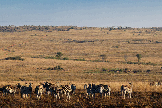 View of a herd of zebras grazing in the vast savanna landscape of Welgevonden Game Reserve under a clear blue sky Waterberg District Municipality Limpopo South Africa. View of a herd of zebras grazing in the vast savanna landscape of Welgevonden Game Reserve under a clear blue sky Waterberg District Municipality Limpopo South Africa.