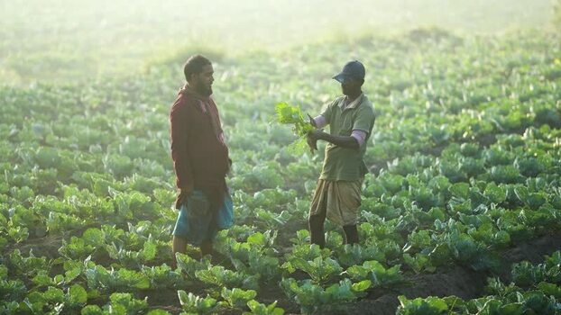 View of farmers working in a cabbage field in Bogura Bangladesh. View of farmers working in a cabbage field in Bogura Bangladesh.