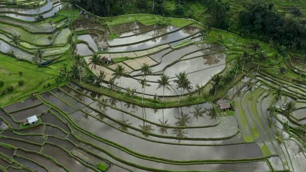 Aerial view of Jatiluwih rice terraces and palm trees Indonesia.