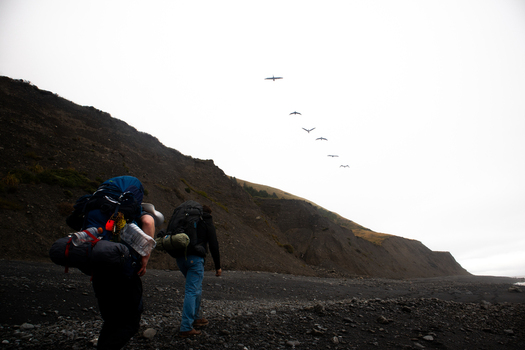 View of hikers with backpacks walking along the rugged black sand beach of the Lost Coast with birds flying over coastal cliffs Humboldt County California United States.