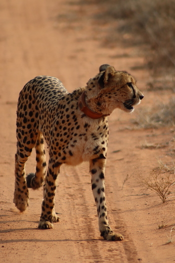 View of a cheetah wearing a tracking collar walking along a dusty dirt road in the Tumbeta Private Game Reserve Thabazimbi Limpopo South Africa.