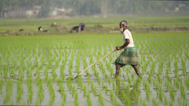 View of a farmer working in a rice paddy Bangladesh. View of a farmer working in a rice paddy Bangladesh.