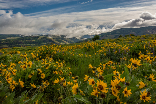 View of a vibrant field of yellow balsamroot wildflowers blooming in the rolling hills of the Columbia River Gorge with dramatic clouds in Hood River Oregon United States.