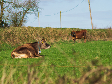 View of two brown cows resting and grazing in a lush green pasture in the rural countryside of Looe Cornwall United Kingdom. View of two brown cows resting and grazing in a lush green pasture in the rural countryside of Looe Cornwall United Kingdom.