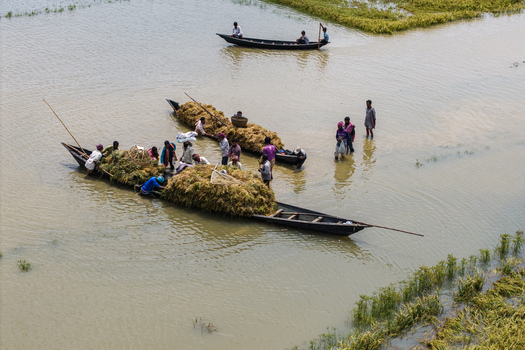 Itna Bangladesh 04 May 2026 Aerial view of farmers loading harvested crops onto wooden boats in a flooded field. Itna Bangladesh 04 May 2026 Aerial view of farmers loading harvested crops onto wooden boats in a flooded field.
