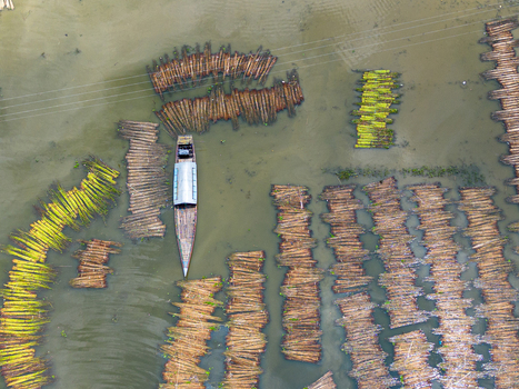 Aerial view of a traditional boat navigating through rows of jute stalks submerged in the water for retting in Patul Natore District Rajshahi Division Bangladesh.