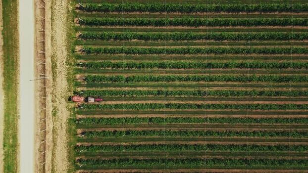 Aerial view of a vineyard with a tractor in Mala Remeta Serbia.