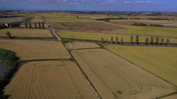 Aerial view of Agogna rice fields and golden crops Italy.