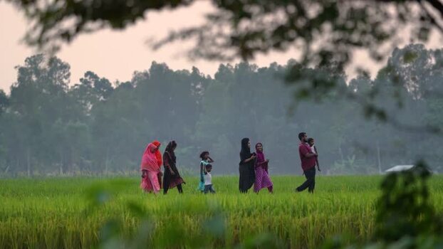 View of people walking through a green paddy field Bangladesh.