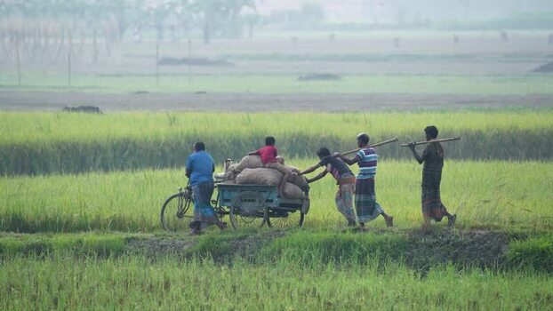 View of men pushing a cart through green fields Bangladesh.