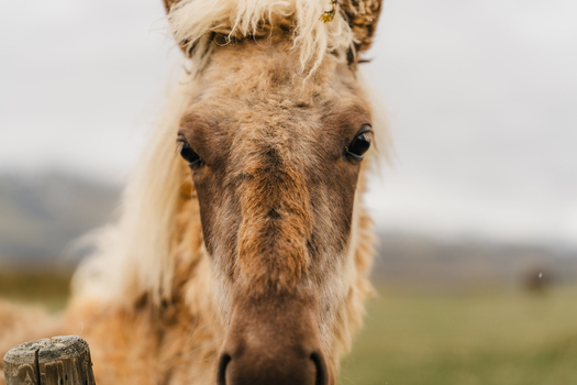 View of a close up portrait of an Icelandic horse with a shaggy mane and light brown coat standing in a field near Stokksnes Iceland.