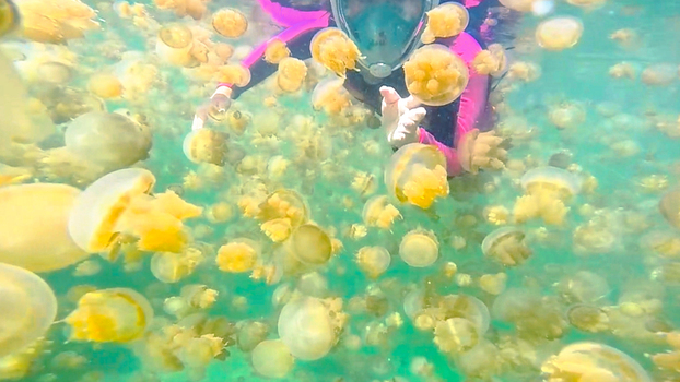 View of a snorkeler swimming among golden jellyfish in the clear water of Kakaban Lake in Kecamatan Teluk Bayur Kalimantan Timur Indonesia.