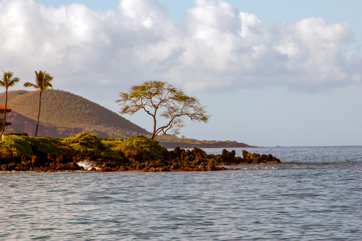 View of a lone tree on the volcanic rocky coastline with palm trees and a mountain in the background in Maui County Hawaii United States.