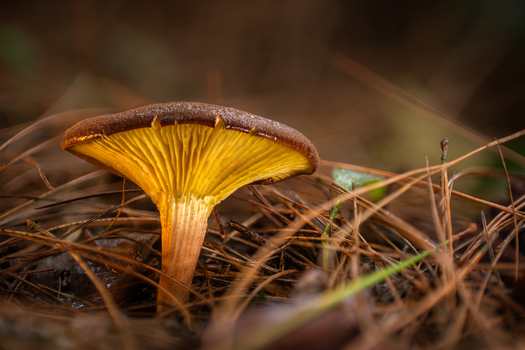 View of a brown capped mushroom with bright yellow gills and stem nestled in dry pine needles Kabupaten Soppeng South Sulawesi Indonesia. View of a brown capped mushroom with bright yellow gills and stem nestled in dry pine needles Kabupaten Soppeng South Sulawesi Indonesia.