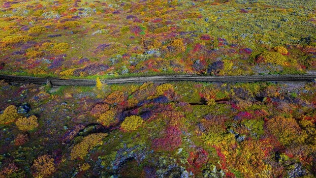 Aerial view of a lava field covered in vibrant autumn colors with a dirt road cutting through the landscape in Iceland. Aerial view of a lava field covered in vibrant autumn colors with a dirt road cutting through the landscape in Iceland.