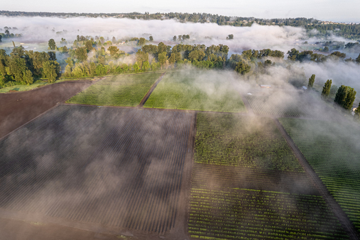 Aerial view of agricultural fields and lush green trees partially obscured by thick morning fog in Alderton Washington United States. Aerial view of agricultural fields and lush green trees partially obscured by thick morning fog in Alderton Washington United States.