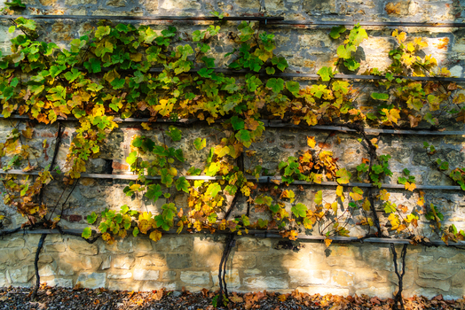 View of grapevines with autumn leaves growing on a stone wall with wooden trellises in Prague Prague Czechia.
