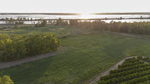 Aerial view of lush green agricultural fields and dense trees along the riverbank during golden hour in Coria del Rio Andalusia Spain. Aerial view of lush green agricultural fields and dense trees along the riverbank during golden hour in Coria del Rio Andalusia Spain.
